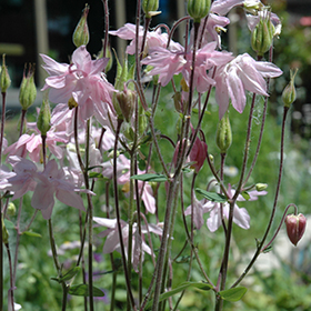 Plant Photo 4