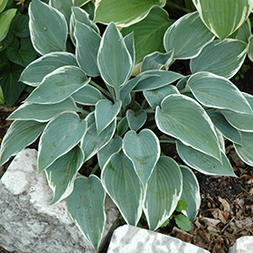 Plant Photo 7