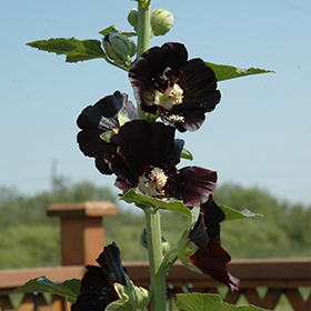 Plant Photo 2