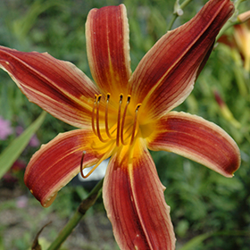 Plant Photo 5