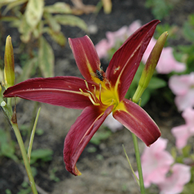 Plant Photo 7