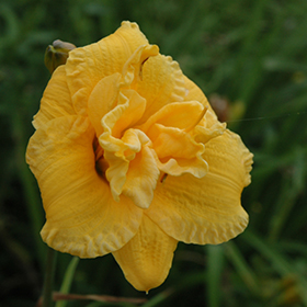 Plant Photo 10