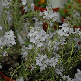 Plant Photo 1