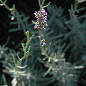 Plant Photo 10
