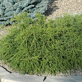 Plant Photo 8