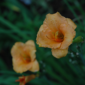 Plant Photo 6