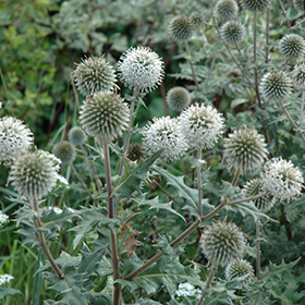 Plant Photo 5