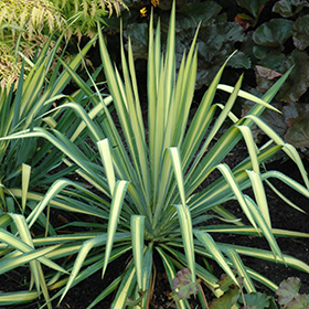 Plant Photo 7