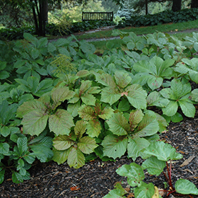 Plant Photo 5