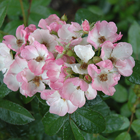 Plant Photo 2