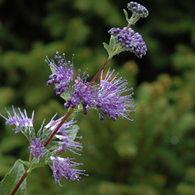 Plant Photo 3