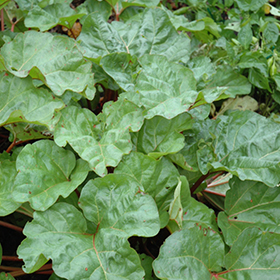 Plant Photo 2