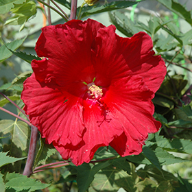 Plant Photo 7