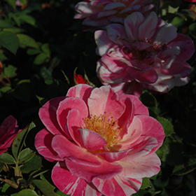 Plant Photo 10