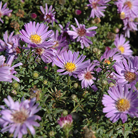 Plant Photo 1