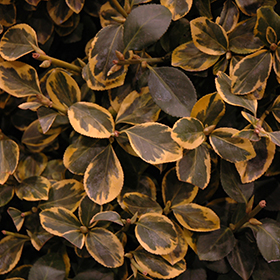 Plant Photo 4