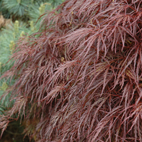 Japanese Maple Photo