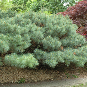 Plant Photo 2
