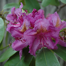 Plant Photo 4