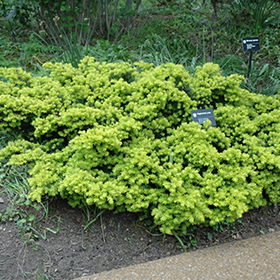 Plant Photo 5