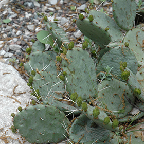 Plant Photo 4