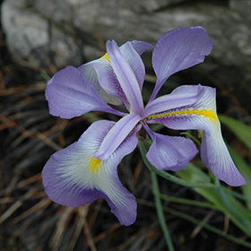 Plant Photo 4
