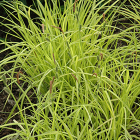 Plant Photo 6