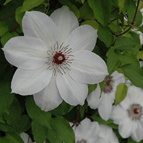 Plant Photo 9