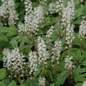 Plant Photo 2