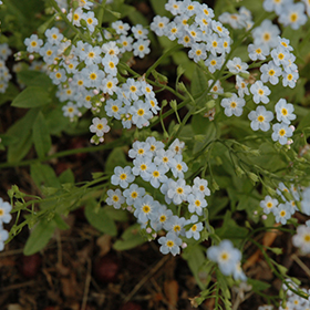 Plant Photo 6