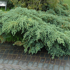 Plant Photo 1