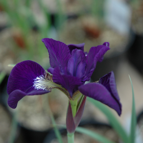 Plant Photo 4