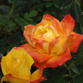 Plant Photo 9