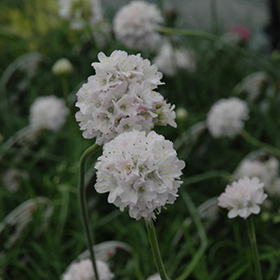 Plant Photo 6
