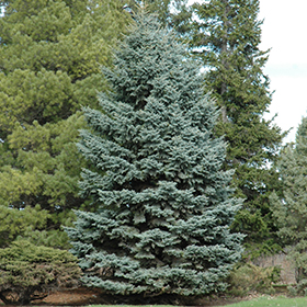 Evergreen Tree Photo