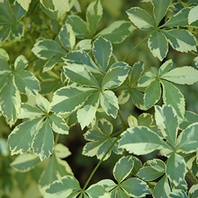 Plant Photo 10