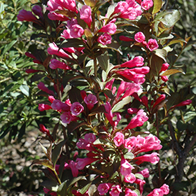 Plant Photo 8