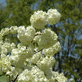 Plant Photo 10