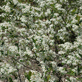 Plant Photo 4