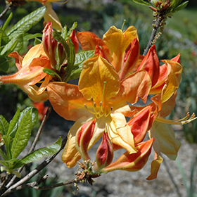 Plant Photo 5