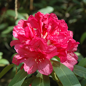 Plant Photo 2