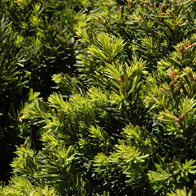 Plant Photo 3