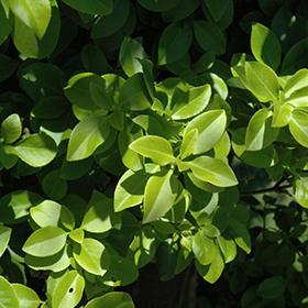 Plant Photo 7