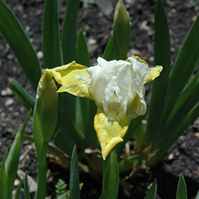 Plant Photo 4