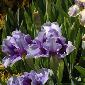 Plant Photo 10