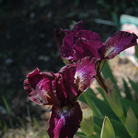 Plant Photo 5