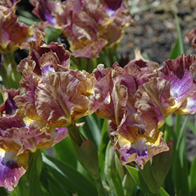 Plant Photo 6