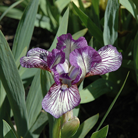 Plant Photo 4