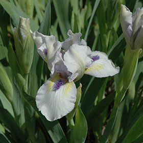 Plant Photo 9