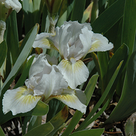 Plant Photo 8